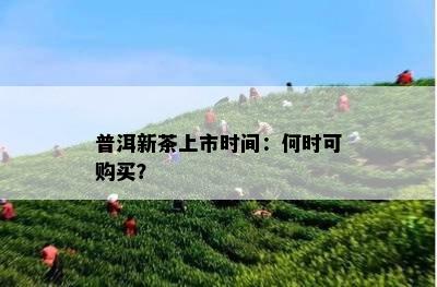 普洱新茶上市时间：何时可购买？