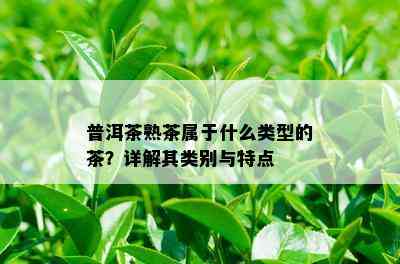 普洱茶熟茶属于什么类型的茶？详解其类别与特点