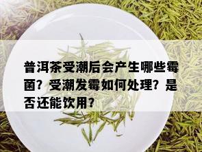 普洱茶受潮后会产生哪些霉菌？受潮发霉如何处理？是否还能饮用？