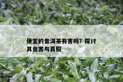 便宜的普洱茶有害吗？探讨其危害与真假