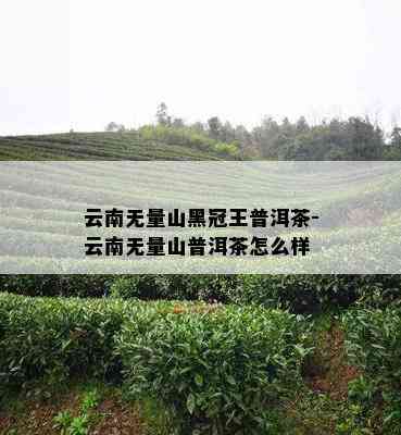 云南无量山黑冠王普洱茶-云南无量山普洱茶怎么样