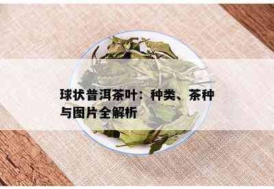 球状普洱茶叶：种类、茶种与图片全解析