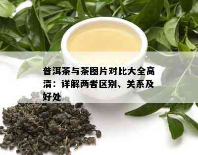 普洱茶与茶图片对比大全高清：详解两者区别、关系及好处