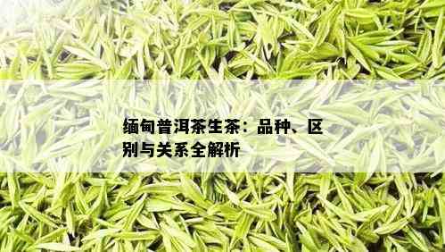 缅甸普洱茶生茶：品种、区别与关系全解析