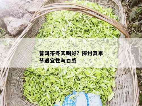 普洱茶冬天喝好？探讨其季节适宜性与口感