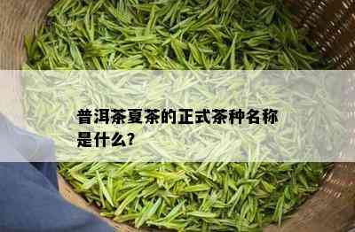 普洱茶夏茶的正式茶种名称是什么？