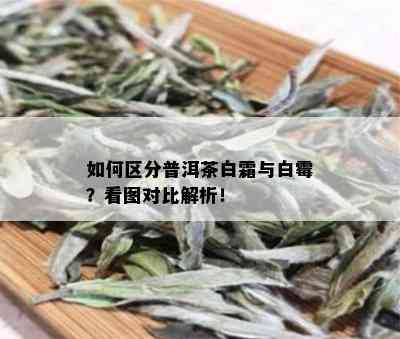 如何区分普洱茶白霜与白霉？看图对比解析！