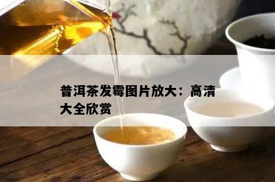 普洱茶发霉图片放大：高清大全欣赏