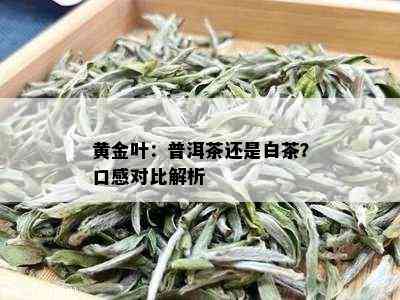 黄金叶：普洱茶还是白茶？口感对比解析