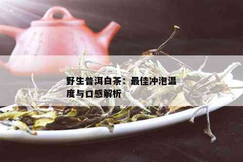 野生普洱白茶：更佳冲泡温度与口感解析