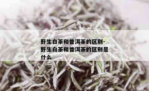 野生白茶和普洱茶的区别-野生白茶和普洱茶的区别是什么