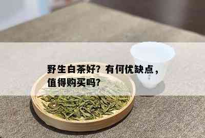 野生白茶好？有何优缺点，值得购买吗？