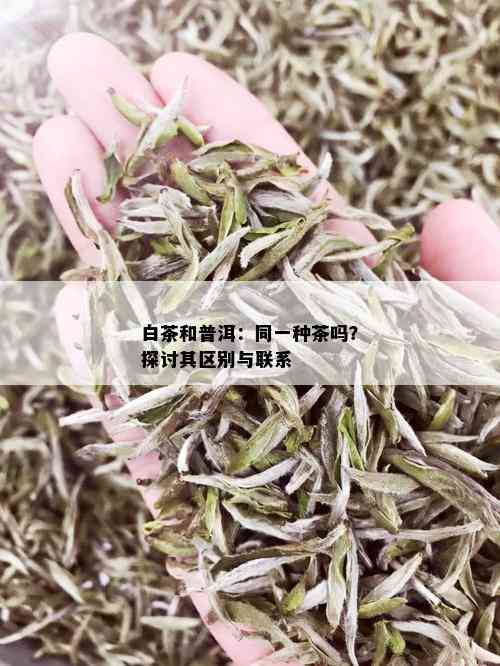 白茶和普洱：同一种茶吗？探讨其区别与联系