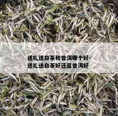 送礼送白茶和普洱哪个好-送礼送白茶好还是普洱好