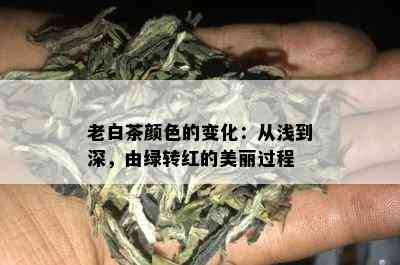 老白茶颜色的变化：从浅到深，由绿转红的美丽过程