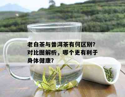 老白茶与普洱茶有何区别？对比图解析，哪个更有利于身体健康？