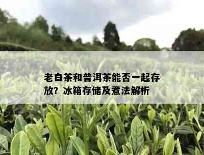 老白茶和普洱茶能否一起存放？冰箱存储及煮法解析