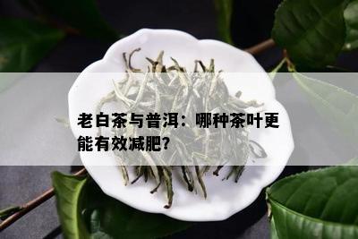 老白茶与普洱：哪种茶叶更能有效减肥？