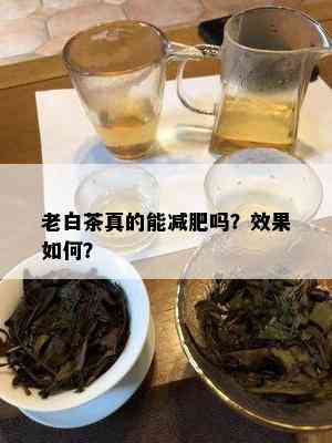 老白茶真的能减肥吗？效果如何？