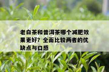 老白茶和普洱茶哪个减肥效果更好？全面比较两者的优缺点与口感