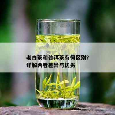 老白茶和普洱茶有何区别？详解两者差异与优劣