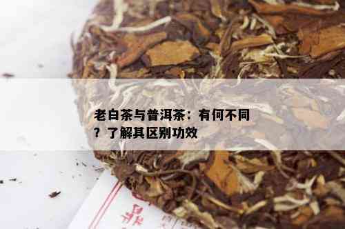 老白茶与普洱茶：有何不同？了解其区别功效