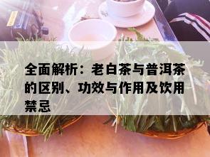 全面解析：老白茶与普洱茶的区别、功效与作用及饮用禁忌