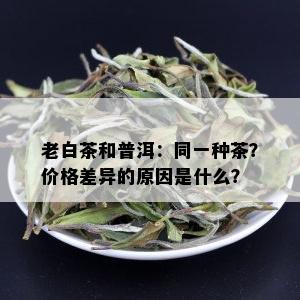 老白茶和普洱：同一种茶？价格差异的原因是什么？