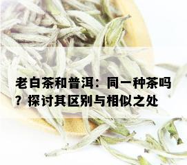 老白茶和普洱：同一种茶吗？探讨其区别与相似之处