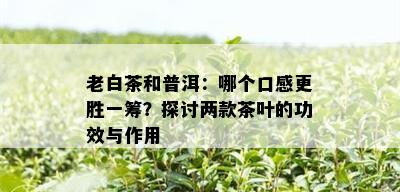 老白茶和普洱：哪个口感更胜一筹？探讨两款茶叶的功效与作用