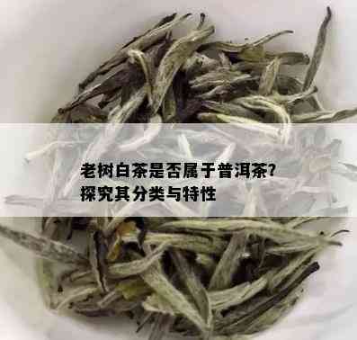 老树白茶是否属于普洱茶？探究其分类与特性