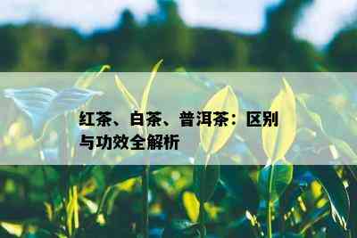 红茶、白茶、普洱茶：区别与功效全解析