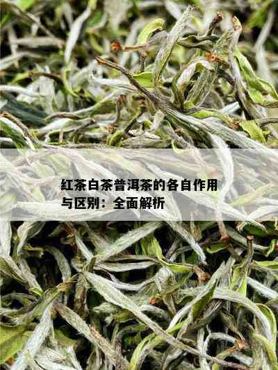 红茶白茶普洱茶的各自作用与区别：全面解析