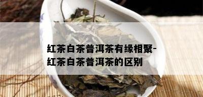 红茶白茶普洱茶有缘相聚-红茶白茶普洱茶的区别