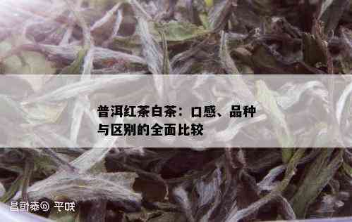 普洱红茶白茶：口感、品种与区别的全面比较