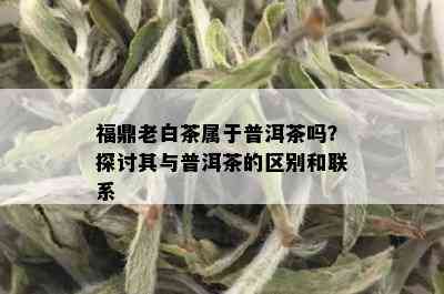 福鼎老白茶属于普洱茶吗？探讨其与普洱茶的区别和联系