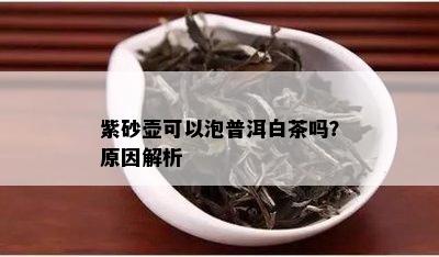 紫砂壶可以泡普洱白茶吗？原因解析