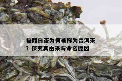 福鼎白茶为何被称为普洱茶？探究其由来与命名原因