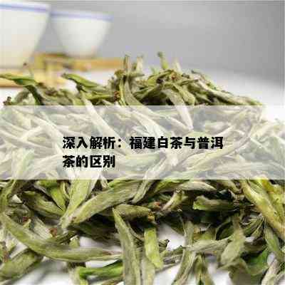 深入解析：福建白茶与普洱茶的区别