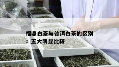 福鼎白茶与普洱白茶的区别：五大明显比较