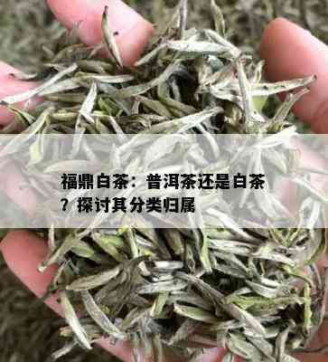 福鼎白茶：普洱茶还是白茶？探讨其分类归属