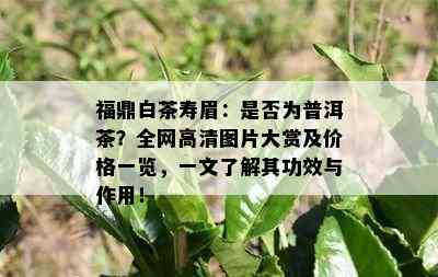 福鼎白茶寿眉：是否为普洱茶？全网高清图片大赏及价格一览，一文了解其功效与作用！