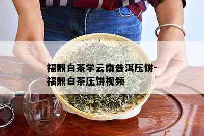 福鼎白茶学云南普洱压饼-福鼎白茶压饼视频