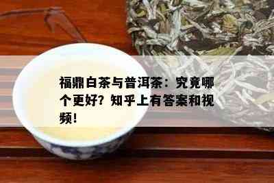 福鼎白茶与普洱茶：究竟哪个更好？知乎上有答案和视频！