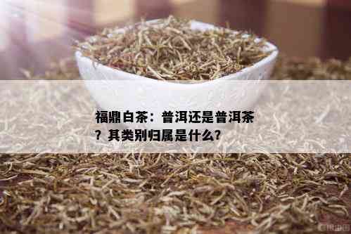 福鼎白茶：普洱还是普洱茶？其类别归属是什么？