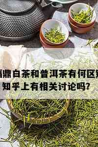 福鼎白茶和普洱茶有何区别？知乎上有相关讨论吗？