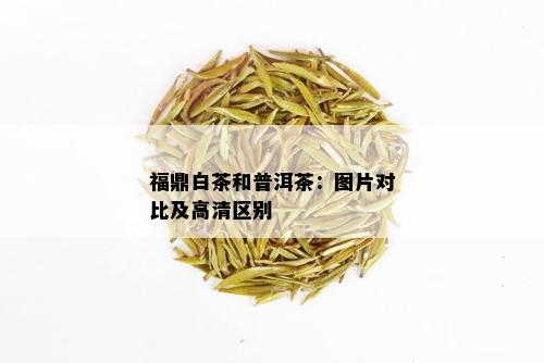 福鼎白茶和普洱茶：图片对比及高清区别