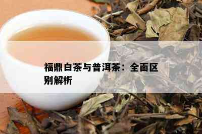 福鼎白茶与普洱茶：全面区别解析