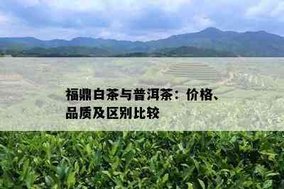 福鼎白茶与普洱茶：价格、品质及区别比较