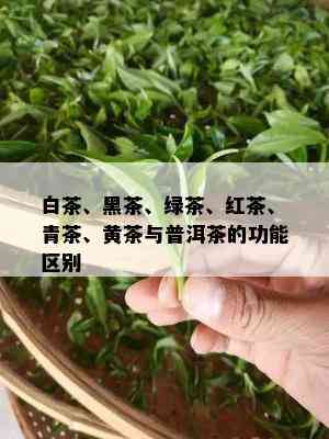 白茶、黑茶、绿茶、红茶、青茶、黄茶与普洱茶的功能区别